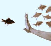 hand discriminating black goldfish